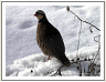Free Printable 2008 Monthly Photo Calendar